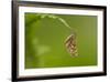 Bordered White (Bupalus Piniaria) Adult Moth On Fern, Sheffield, England, UK, June-Paul Hobson-Framed Photographic Print