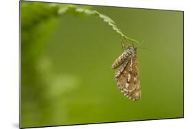 Bordered White (Bupalus Piniaria) Adult Moth On Fern, Sheffield, England, UK, June-Paul Hobson-Mounted Photographic Print