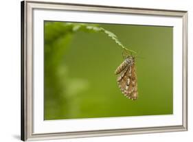 Bordered White (Bupalus Piniaria) Adult Moth On Fern, Sheffield, England, UK, June-Paul Hobson-Framed Photographic Print