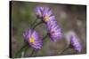 Boreal Aster-Simone Wunderlich-Stretched Canvas