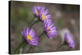Boreal Aster-Simone Wunderlich-Stretched Canvas