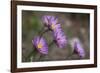 Boreal Aster-Simone Wunderlich-Framed Photographic Print