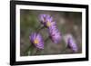 Boreal Aster-Simone Wunderlich-Framed Photographic Print