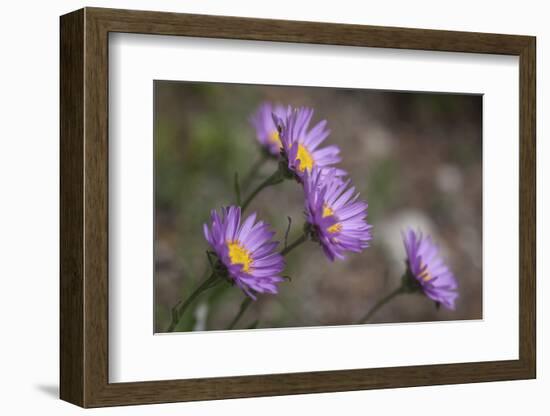 Boreal Aster-Simone Wunderlich-Framed Photographic Print