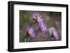 Boreal Aster-Simone Wunderlich-Framed Photographic Print