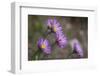 Boreal Aster-Simone Wunderlich-Framed Photographic Print