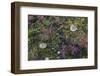 Boreal forest, lichen, moss, mushroom, autumn, Yukon, Canada-Gerry Reynolds-Framed Photographic Print