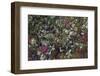 Boreal forest, lichen, moss, mushroom, autumn, Yukon, Canada-Gerry Reynolds-Framed Photographic Print