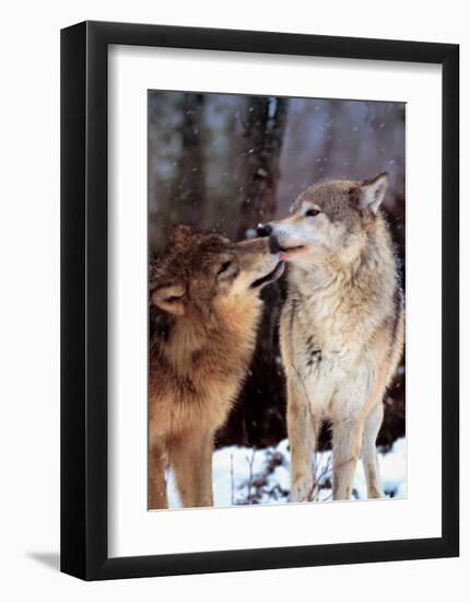 Boreal Interlude, Canada-Art Wolfe-Framed Giclee Print