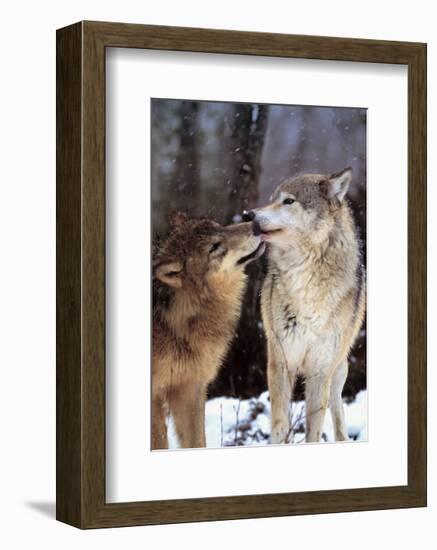 Boreal Interlude, Canada-Art Wolfe-Framed Art Print