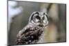 Boreal Owl-Reiner Bernhardt-Mounted Photographic Print