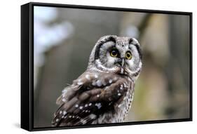 Boreal Owl-Reiner Bernhardt-Framed Stretched Canvas