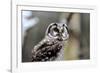 Boreal Owl-Reiner Bernhardt-Framed Photographic Print