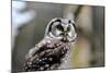 Boreal Owl-Reiner Bernhardt-Mounted Photographic Print