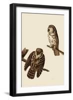 Boreal Owls-John James Audubon-Framed Giclee Print