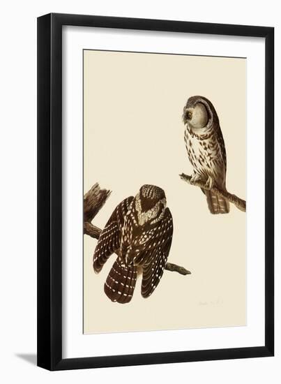 Boreal Owls-John James Audubon-Framed Giclee Print