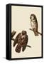 Boreal Owls-John James Audubon-Framed Stretched Canvas