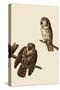 Boreal Owls-John James Audubon-Stretched Canvas