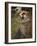 Boreas-John William Waterhouse-Framed Giclee Print