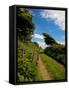 Boreen Near Ballyvooney, Copper Coast , County Waterford, Ireland-null-Framed Stretched Canvas