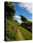 Boreen Near Ballyvooney, Copper Coast , County Waterford, Ireland-null-Stretched Canvas