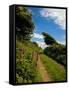 Boreen Near Ballyvooney, Copper Coast , County Waterford, Ireland-null-Framed Stretched Canvas