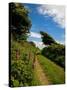 Boreen Near Ballyvooney, Copper Coast , County Waterford, Ireland-null-Stretched Canvas