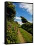 Boreen Near Ballyvooney, Copper Coast , County Waterford, Ireland-null-Framed Stretched Canvas