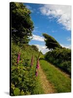 Boreen Near Ballyvooney, Copper Coast , County Waterford, Ireland-null-Stretched Canvas