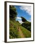 Boreen Near Ballyvooney, Copper Coast , County Waterford, Ireland-null-Framed Photographic Print