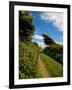 Boreen Near Ballyvooney, Copper Coast , County Waterford, Ireland-null-Framed Photographic Print