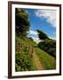 Boreen Near Ballyvooney, Copper Coast , County Waterford, Ireland-null-Framed Photographic Print