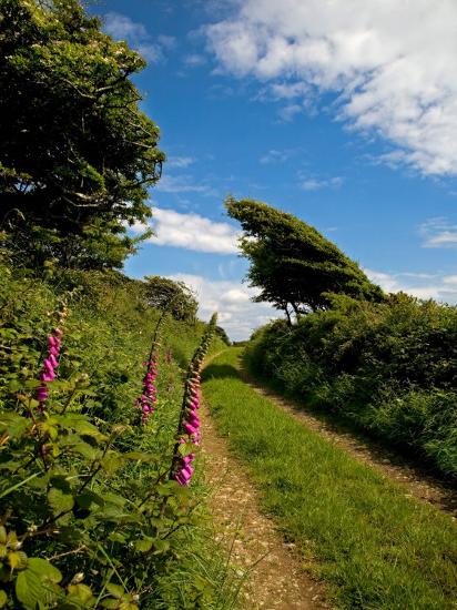 Premium Photographic Print, , large