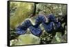 Boring Giant Clam-Hal Beral-Framed Stretched Canvas