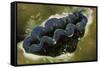 Boring Giant Clam-Hal Beral-Framed Stretched Canvas