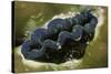 Boring Giant Clam-Hal Beral-Stretched Canvas