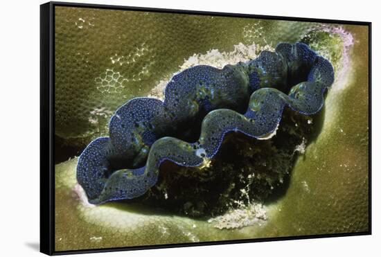 Boring Giant Clam-Hal Beral-Framed Stretched Canvas