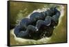 Boring Giant Clam-Hal Beral-Framed Stretched Canvas