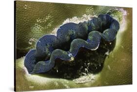 Boring Giant Clam-Hal Beral-Stretched Canvas