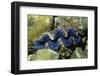 Boring Giant Clam-Hal Beral-Framed Photographic Print