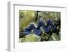 Boring Giant Clam-Hal Beral-Framed Photographic Print