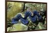 Boring Giant Clam-Hal Beral-Framed Photographic Print