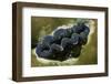 Boring Giant Clam-Hal Beral-Framed Photographic Print