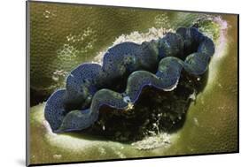 Boring Giant Clam-Hal Beral-Mounted Photographic Print