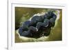 Boring Giant Clam-Hal Beral-Framed Photographic Print