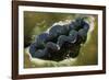 Boring Giant Clam-Hal Beral-Framed Photographic Print