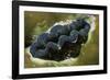 Boring Giant Clam-Hal Beral-Framed Photographic Print