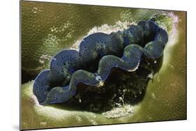 Boring Giant Clam-Hal Beral-Mounted Photographic Print