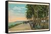 Borinquen Park, Near San Juan, 1909-null-Framed Stretched Canvas