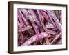 Borlotti Beans-Dirk Olaf Wexel-Framed Photographic Print